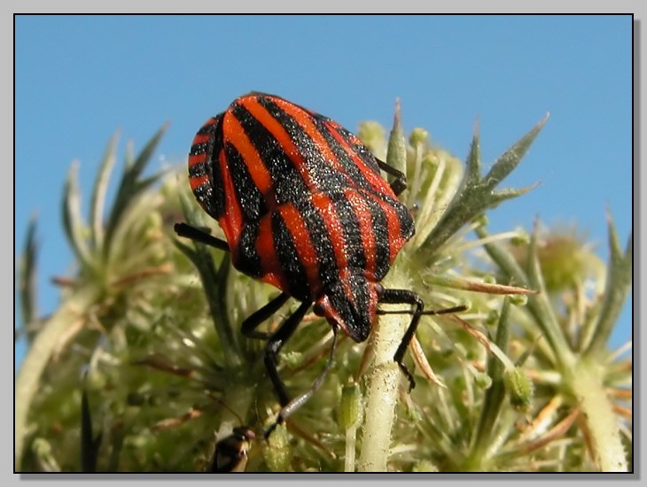 Graphosoma lineatum - affidabile fino all''ultimo